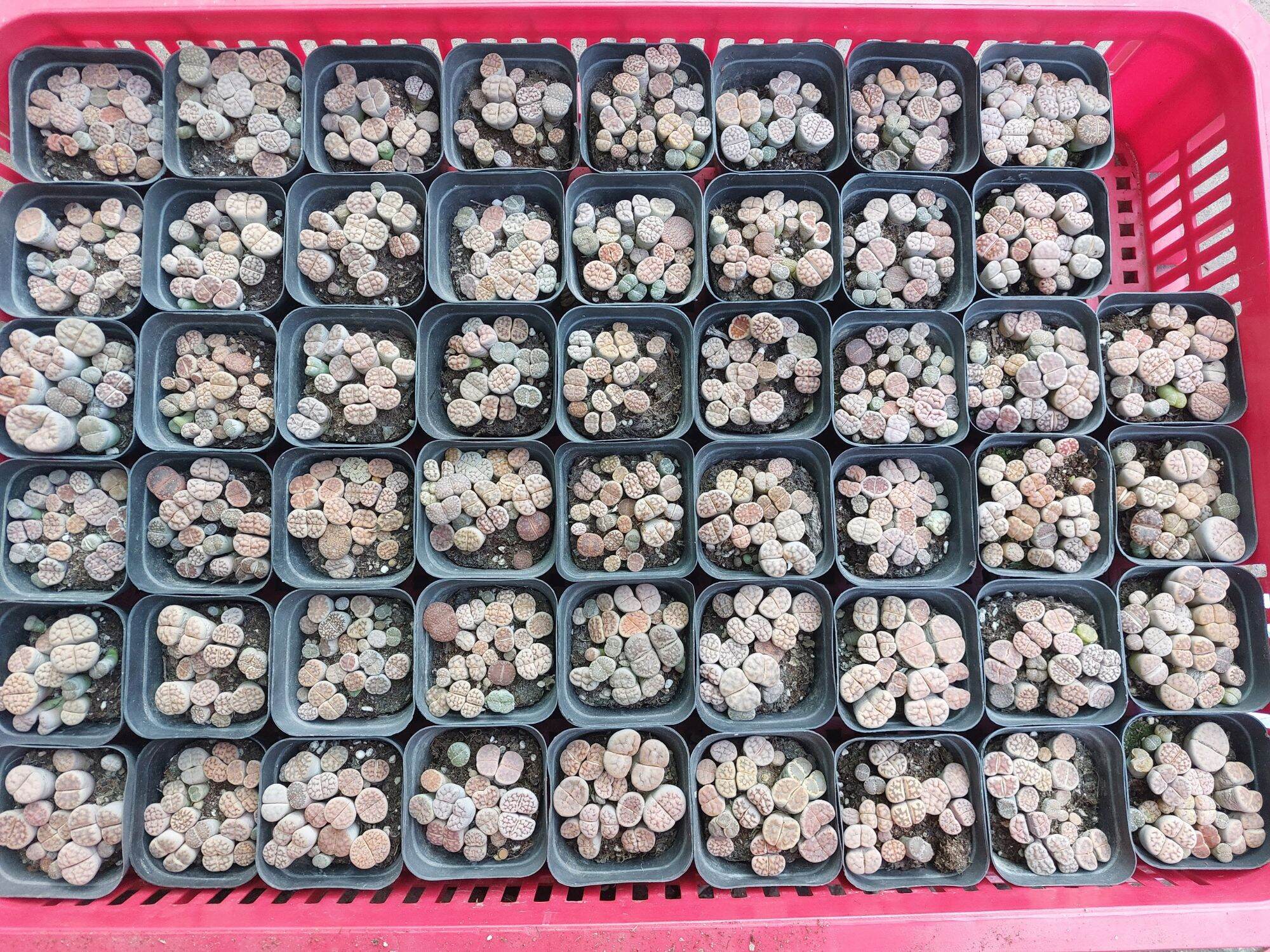 Sen Mông Đủ Màu Chậu Vuông 6.5cm (Sen Mông/Lithops/Thạch Lan)