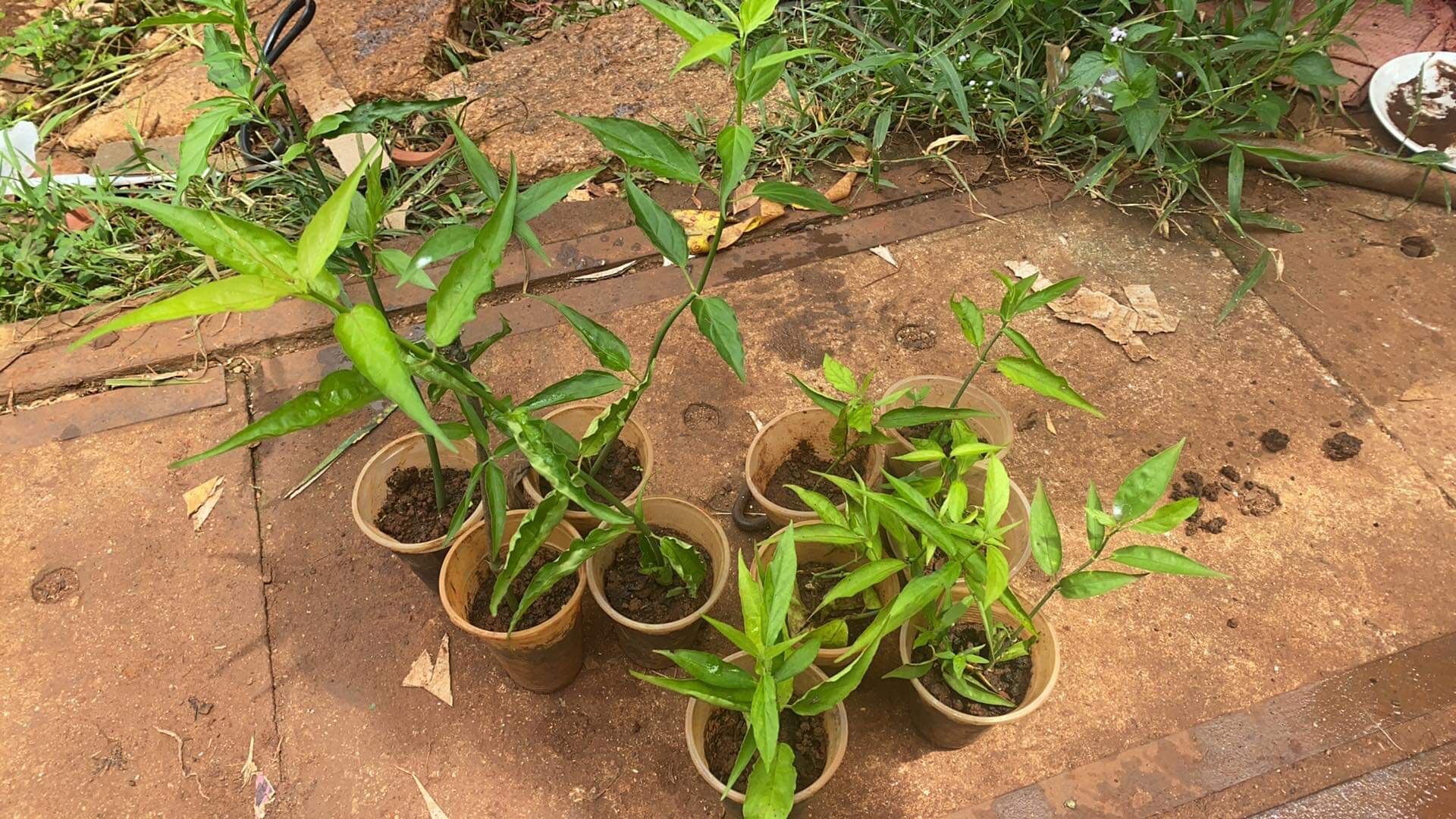 Cây xương khỉ