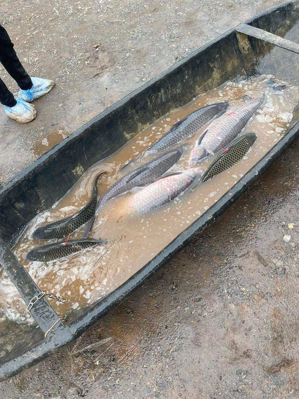 Mồi câu cá trắm đen và chép đặc biệt
