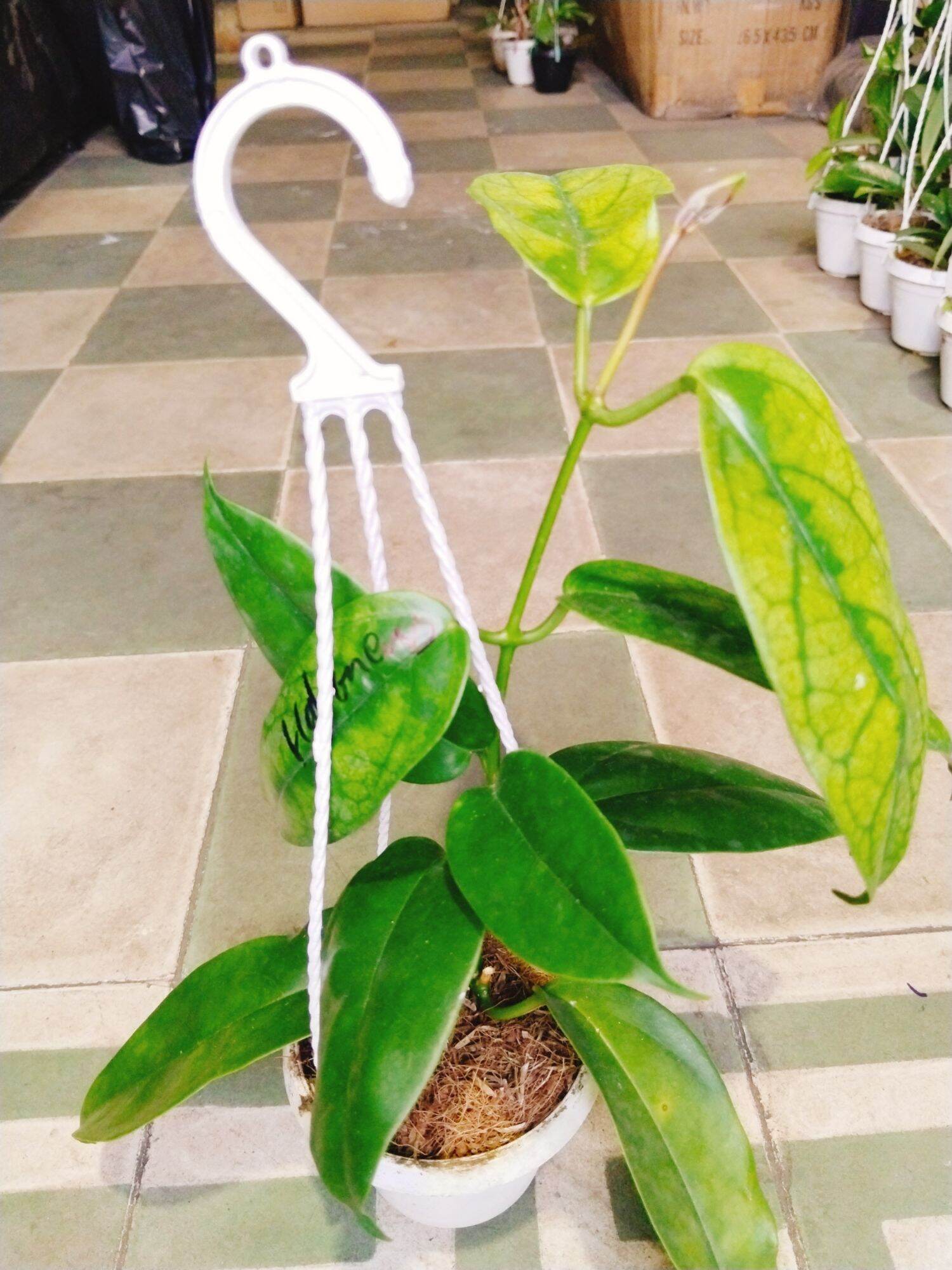 Cây lan cẩm cù nhiều màu hoa