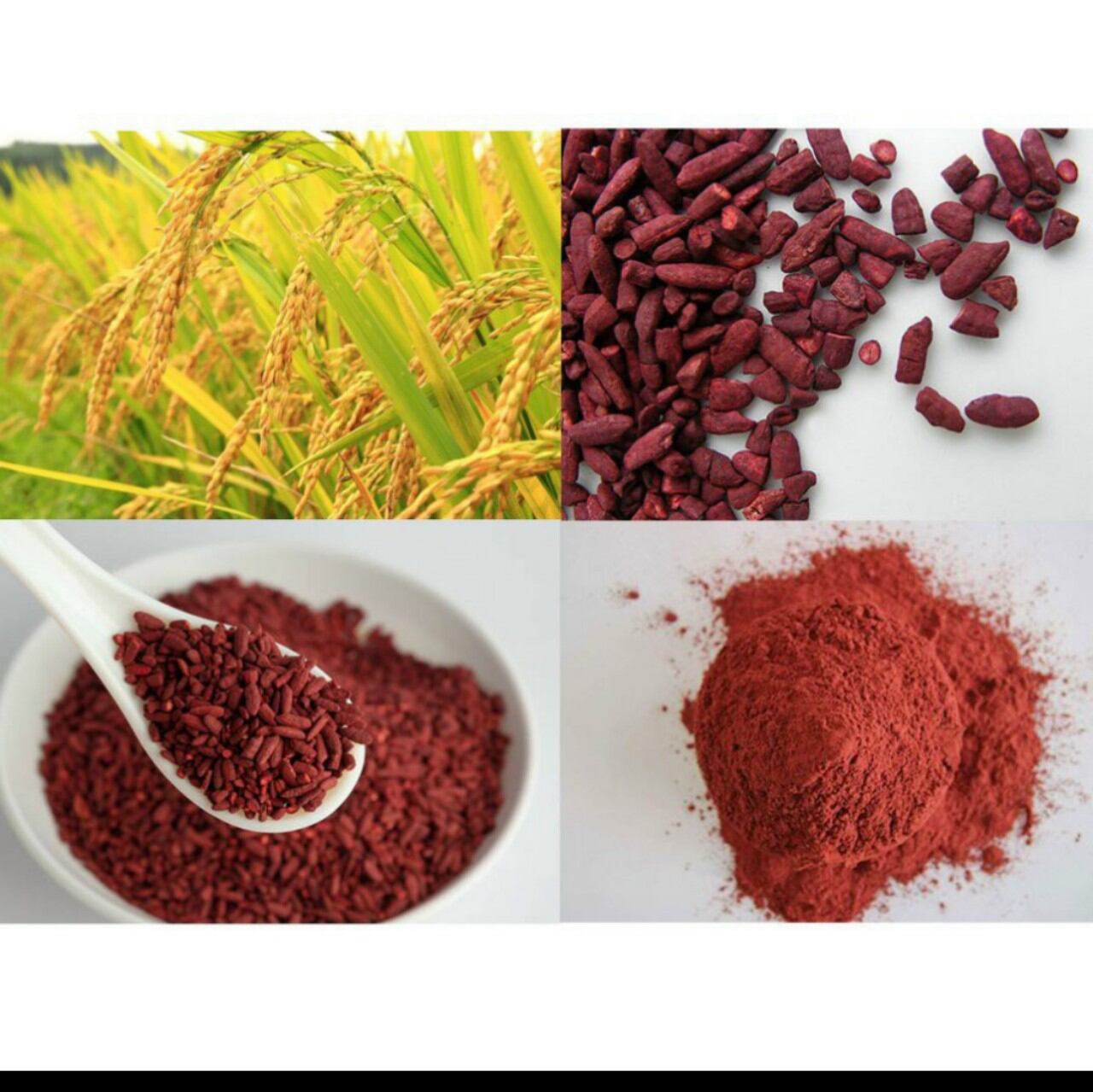 BỘT HỒNG CÚC - BỘT GẠO MEN ĐỎ (RED YEAST RICE POWER) GÓI 50GAM