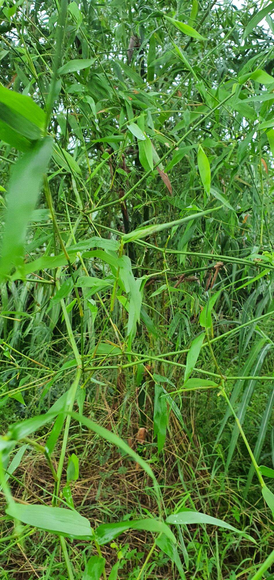 Lá tre gai tươi 500g