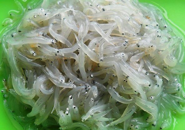 1kg cá cơm mờm sữa tươi (hỏa tốc 2h Tphcm)