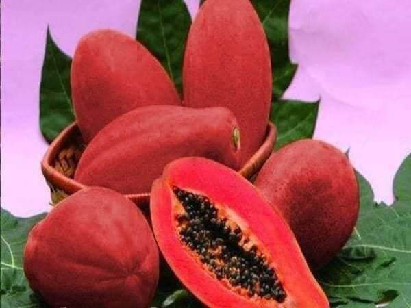 5 Dwarf Papaya Seedlings with Red Skin