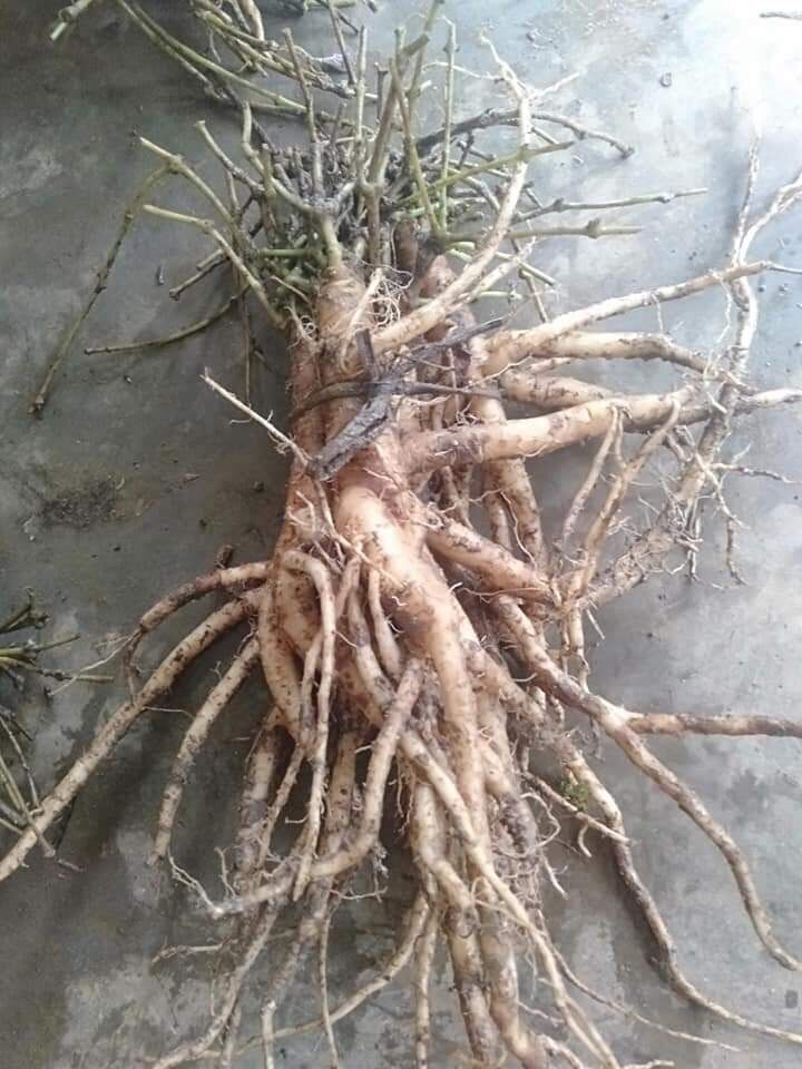 Dược liệu