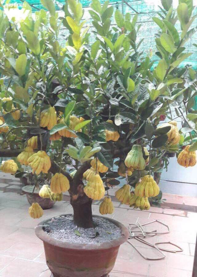Cây giống phật thủ (siêu sớm)