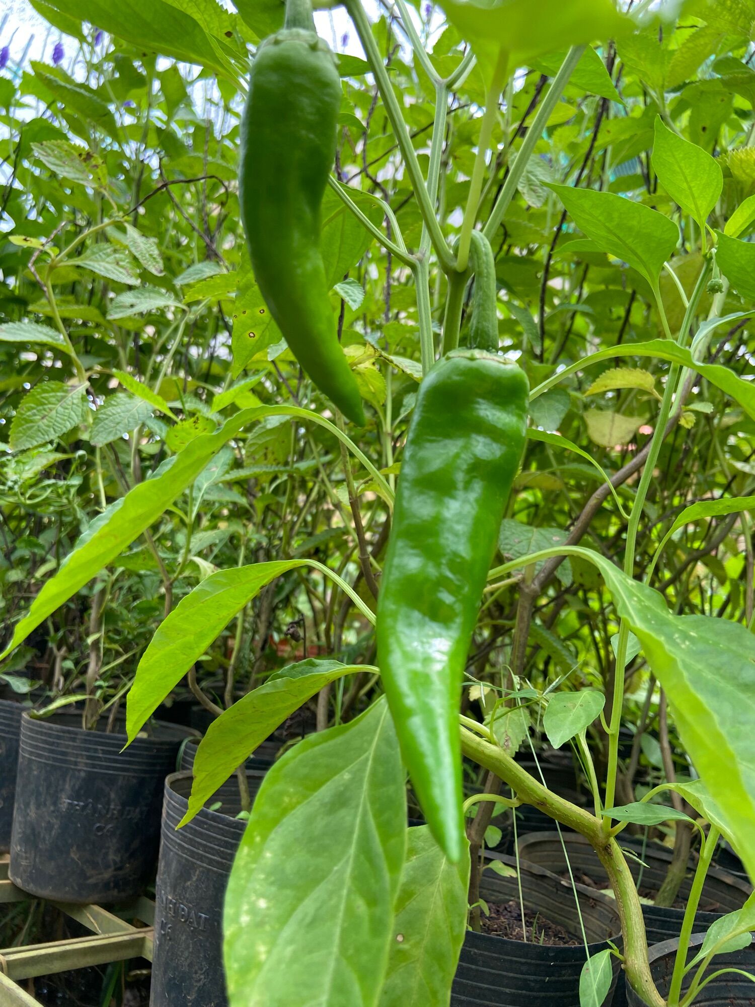 Quả ớt Dưa chuột (ớt ngọt Hàn Quốc), giòn ngọt ít cay