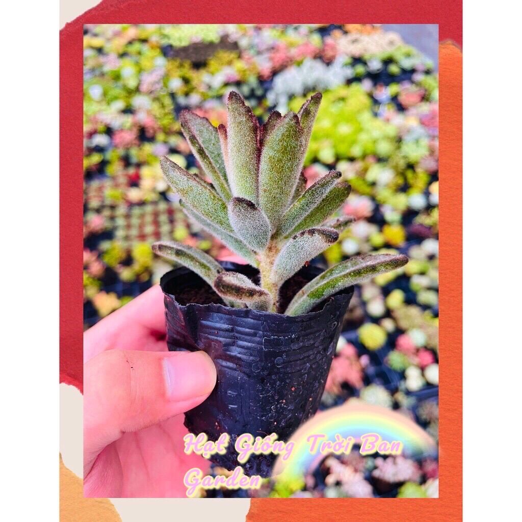 Sen đá nhung lông đen 🧶 size bé 🥬 đà lạt 🍄 hư 1 đổi 1 ❄️ siêu cute