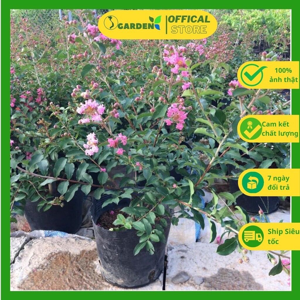 Tường vi hồng cao 60-70cm cây đang có hoa