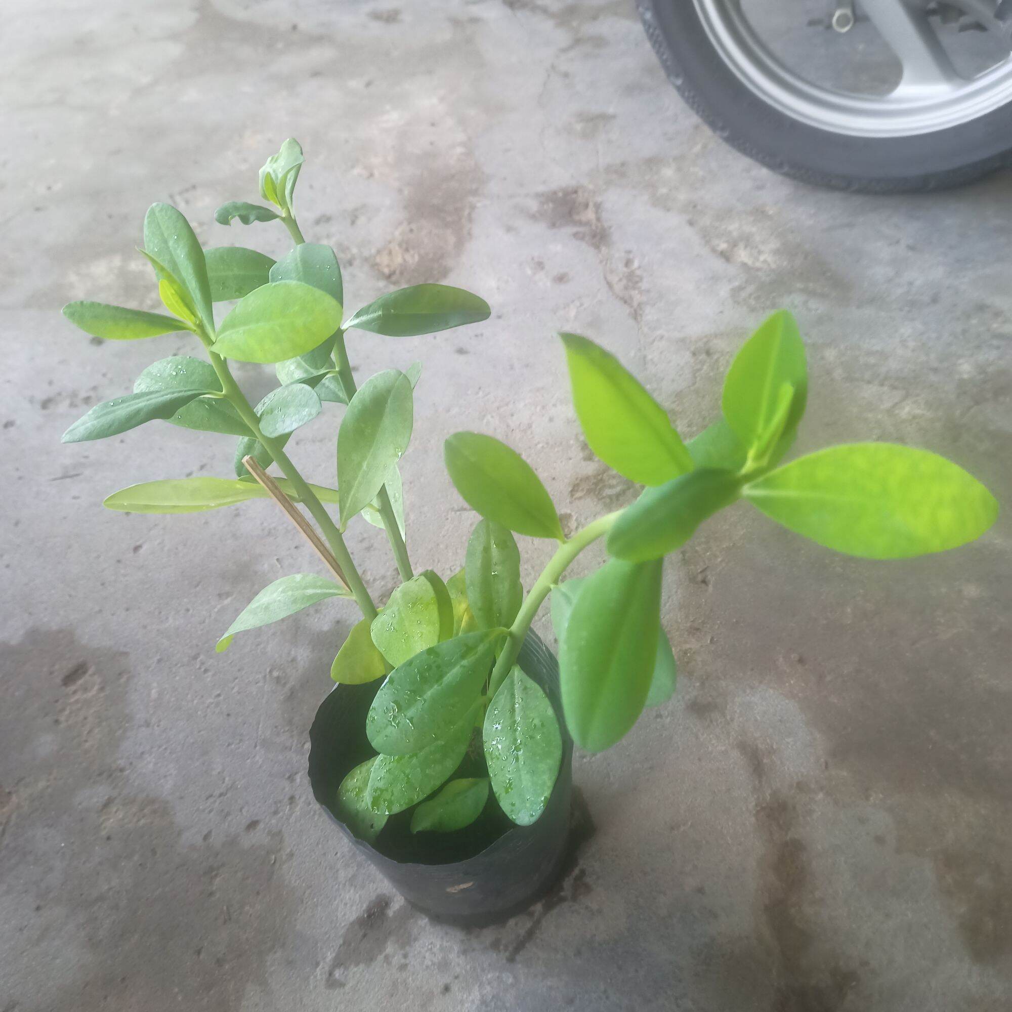 Chậu cây thạch anh, 4-5 cây có rễ ổn định
