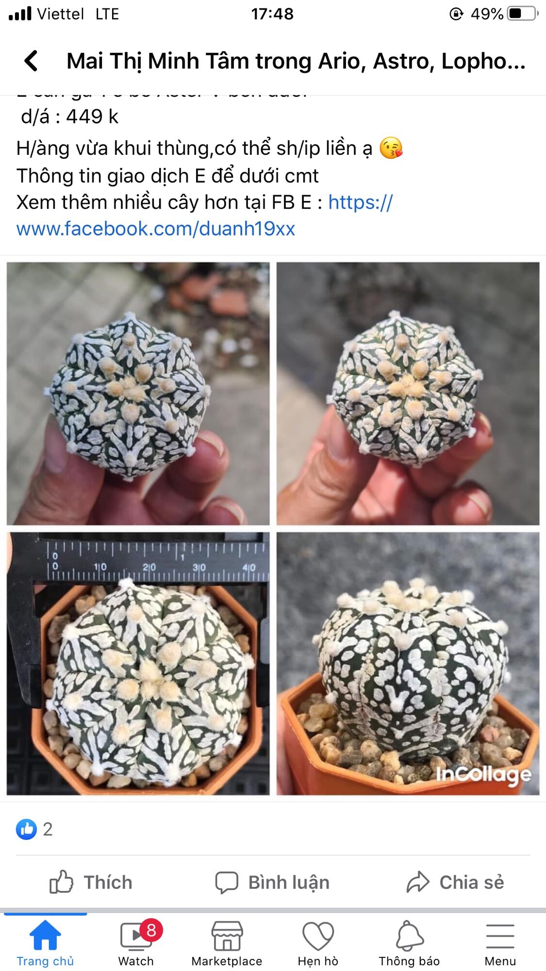 Xương rồng aster  đang nụ