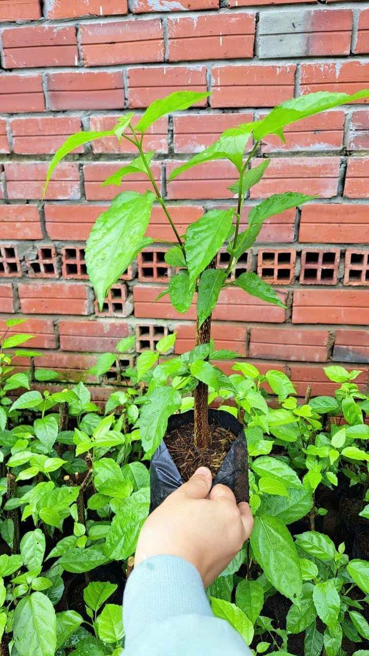 cây giống 1 cây lá cách có bầu đất y hình