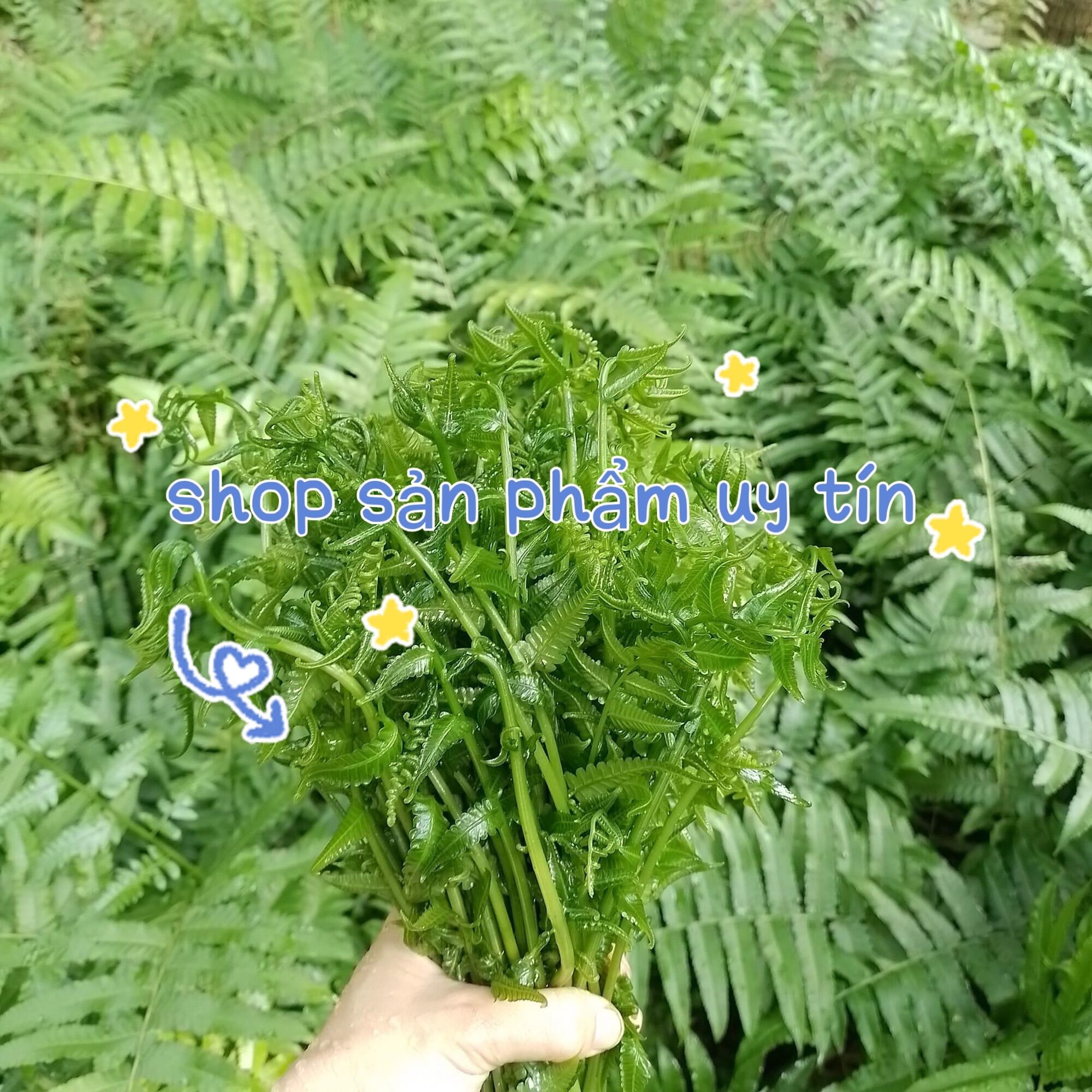 Cây rau dớn gốc nhỏ và vừa