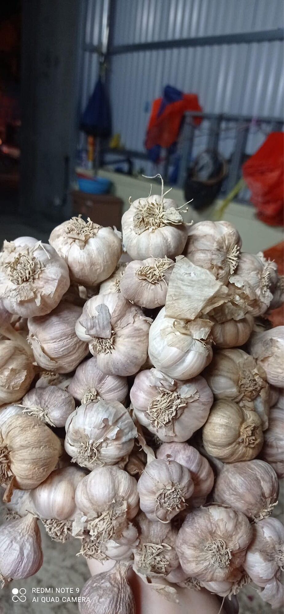Tỏi ta 1kg ( tỏi lý sơn)