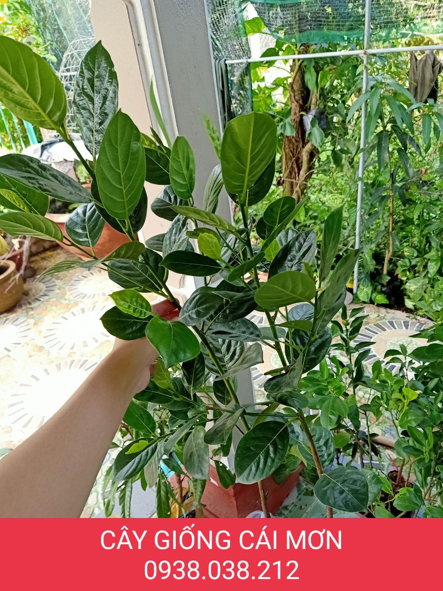 CÂY GIỐNG MÍT KHÔNG HẠT