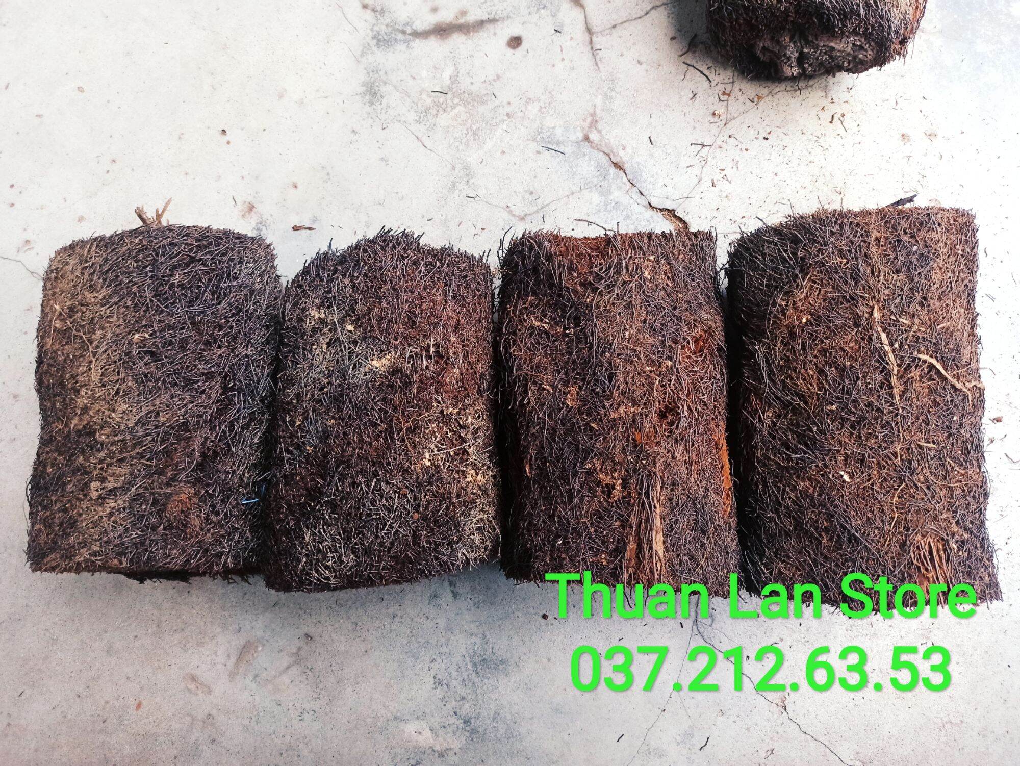 Dớn Trụ Trồng Lan Dày Đẹp Dài 20->100cm