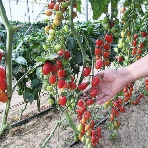 HẠT CÀ CHUA CHERRY gói 0,1 gram