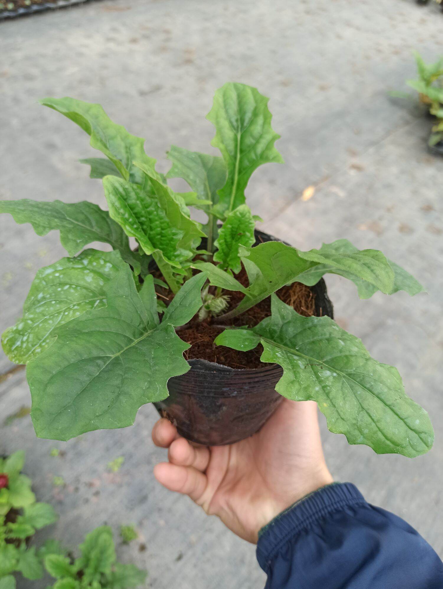 chậu đồng tiền đang nụ