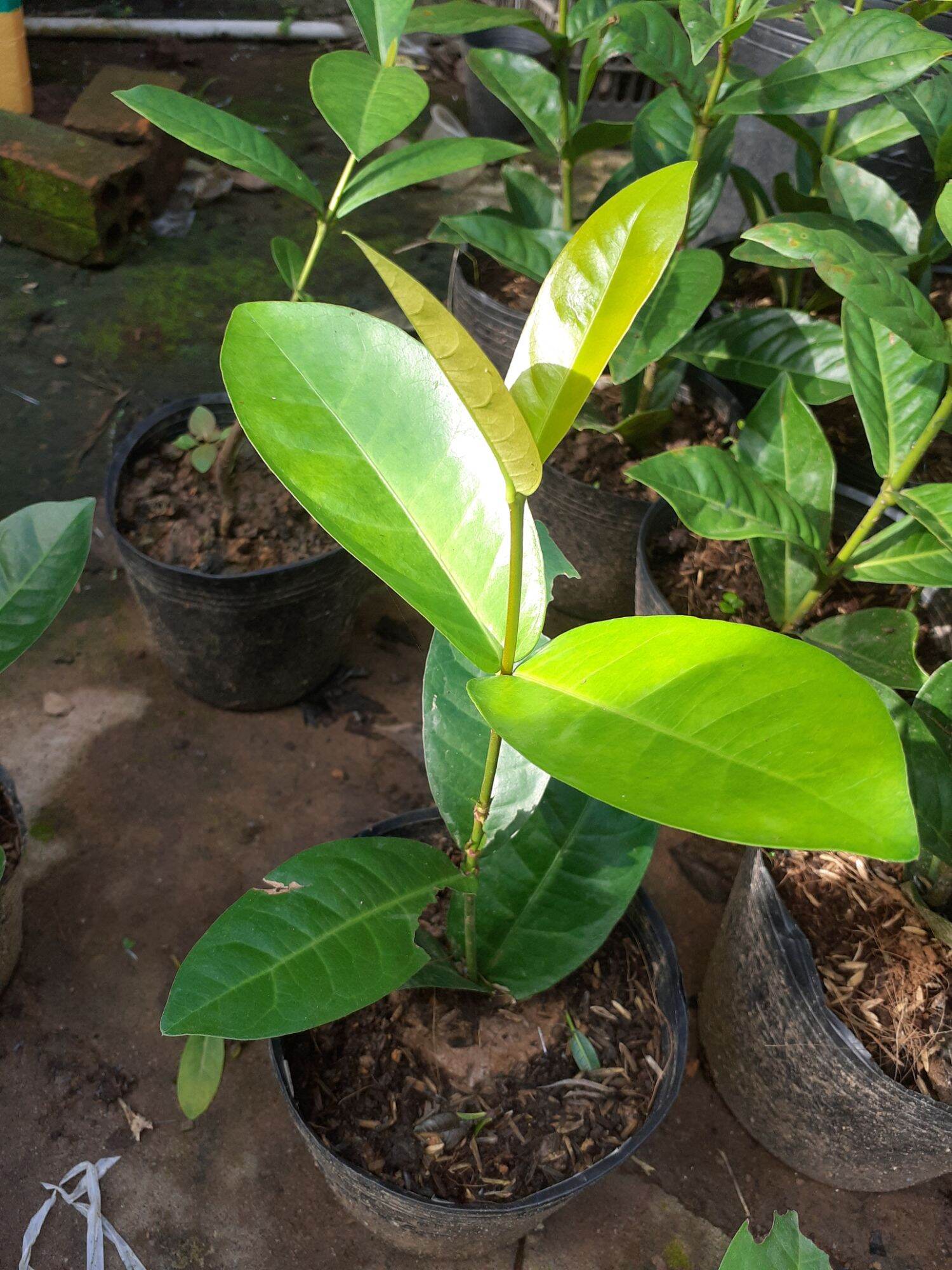 Combo 5 cây giống  mỹ vàng, tím,cam,hồng, đỏ