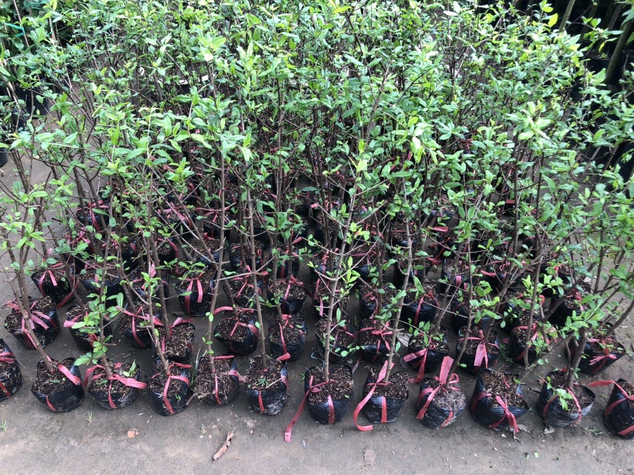 Cây lựu lùn Ấn Độ(70-90cm)