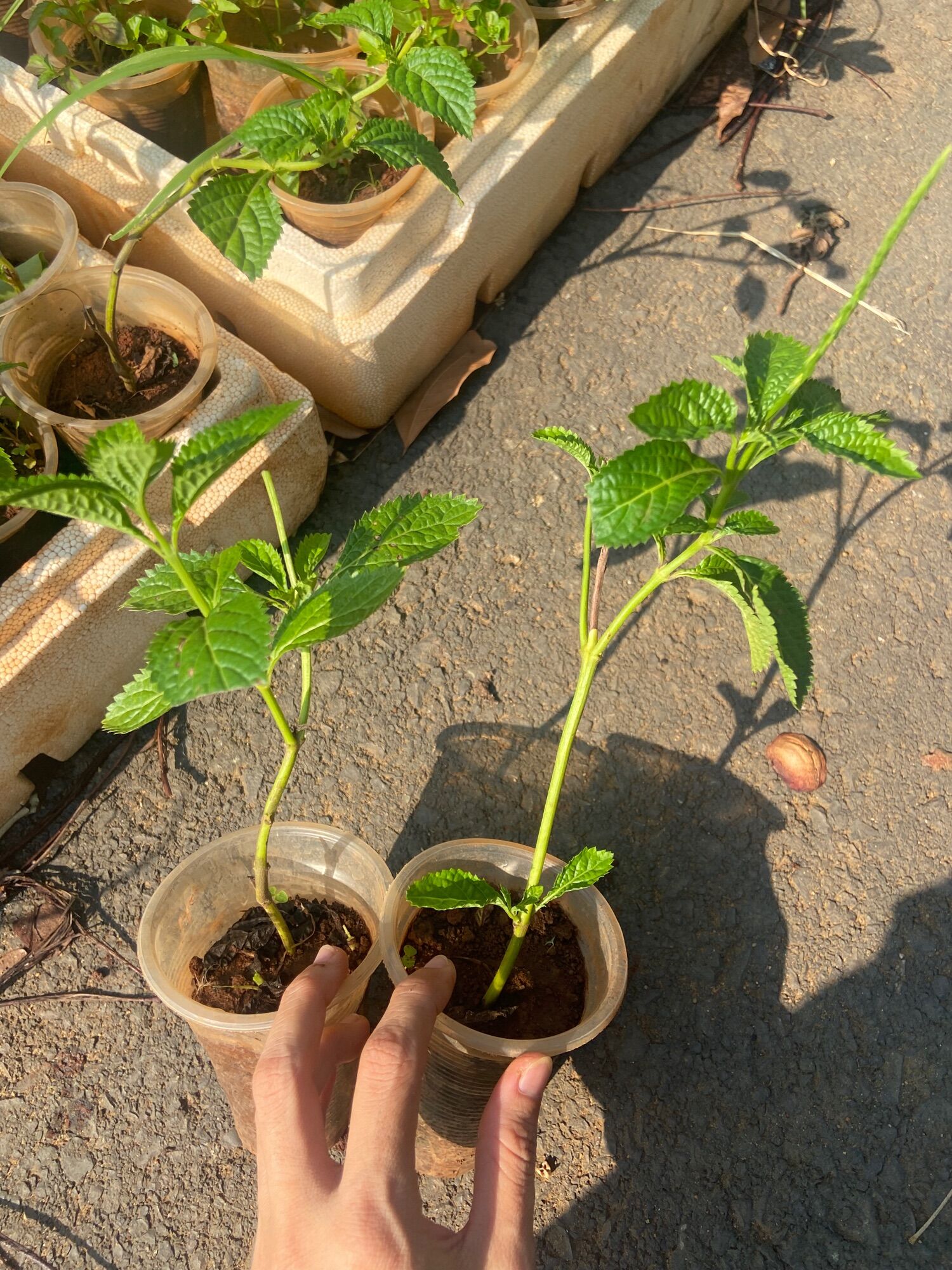 Cây giống đuôi chuột (cây mạch lạc)