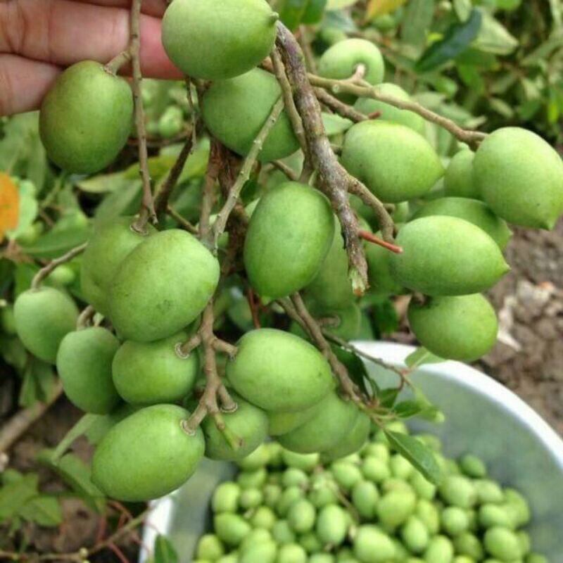 Cây giống Cà Na Thái