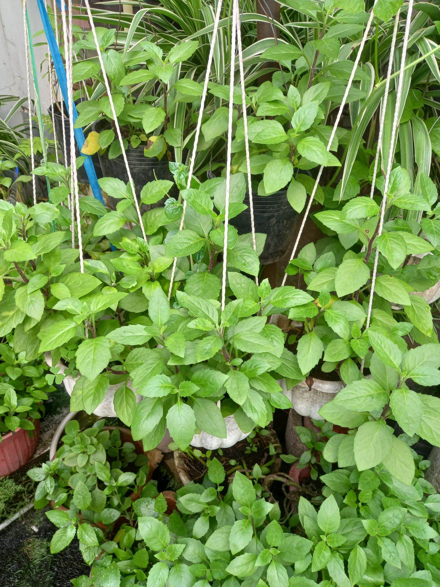 Cây giống kim thất tai (cây bầu đất)