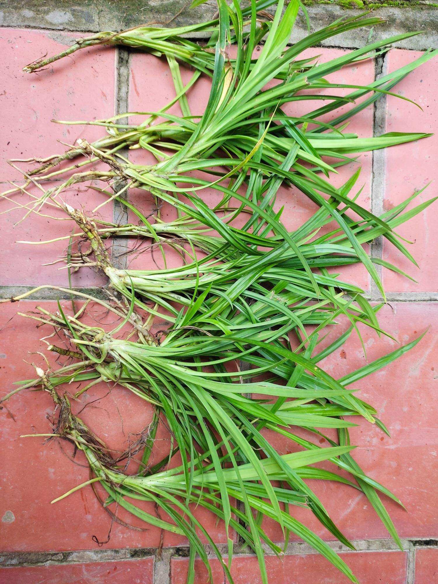 Cây lá dứa thơm, lá nếp, lá tám, 10 cây giống nhổ gốc