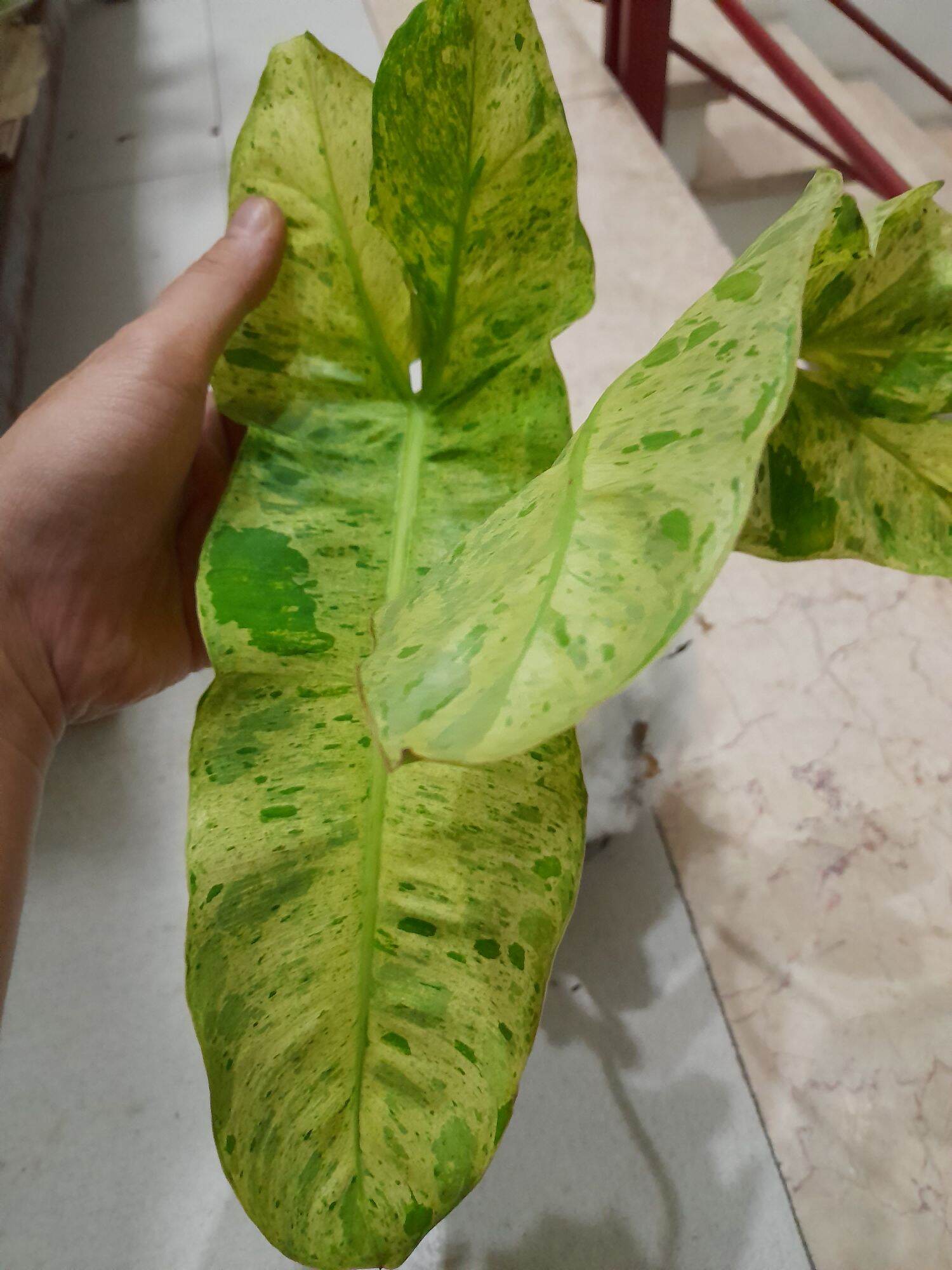 TRẦU BÀ PHILODENDRON PARAISO VERDE