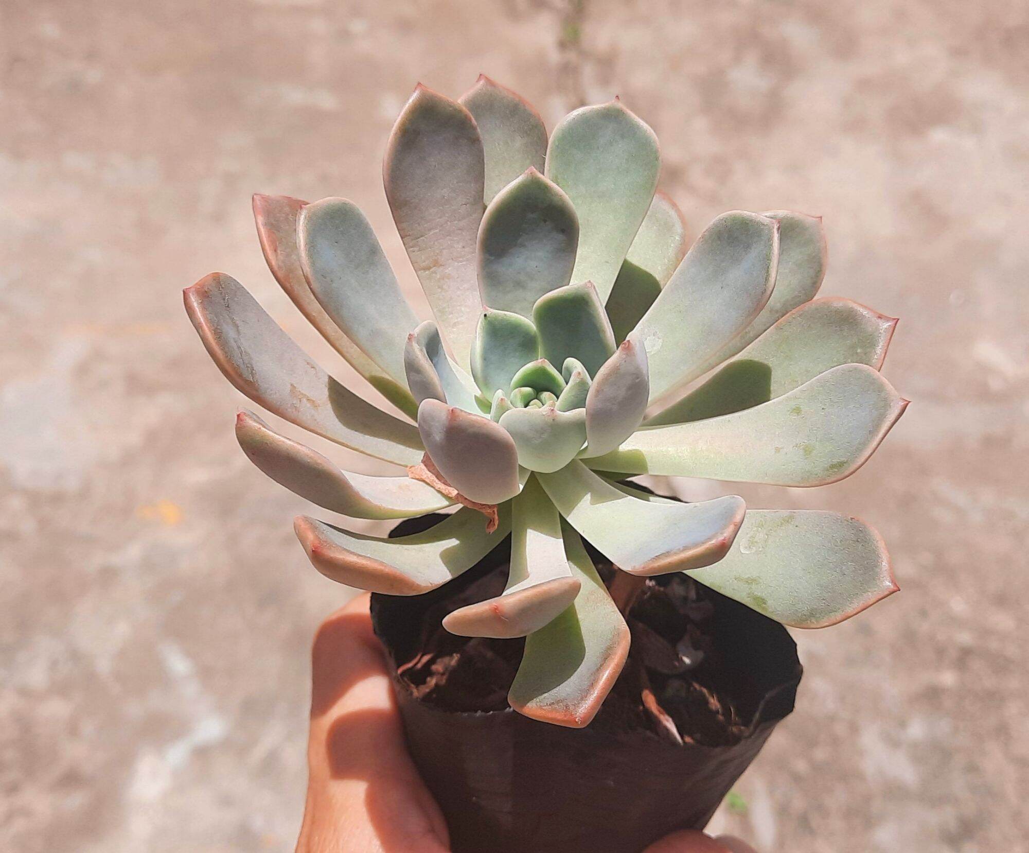 Sen đá HỒNG QUẾ size bầu