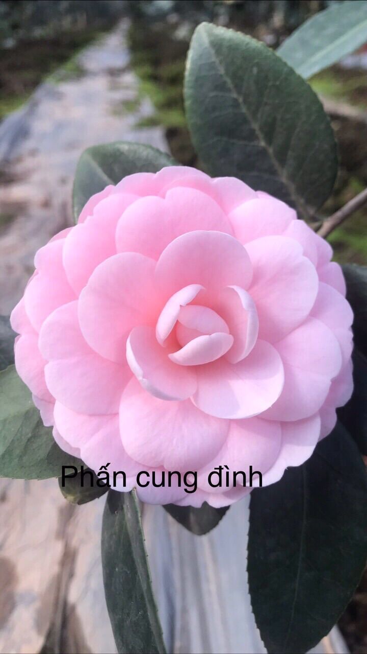 com bo 3 cây hoa trà my 3 màu đỏ hồng trắng