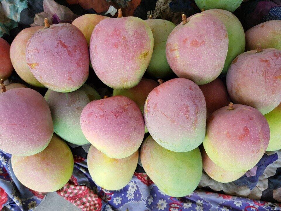 Cây xoài úc