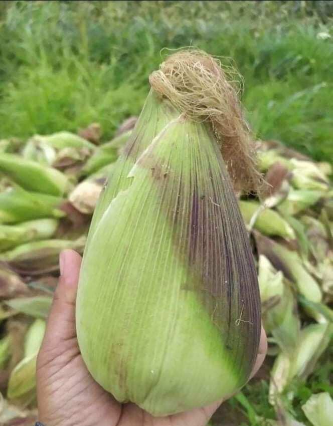 100 hạt hạt giống bắp nếp nù sữa