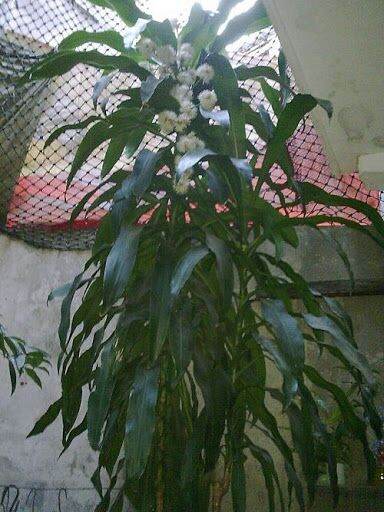 thiết mộc lan lá xanh size nhỏ [khúc giống ]