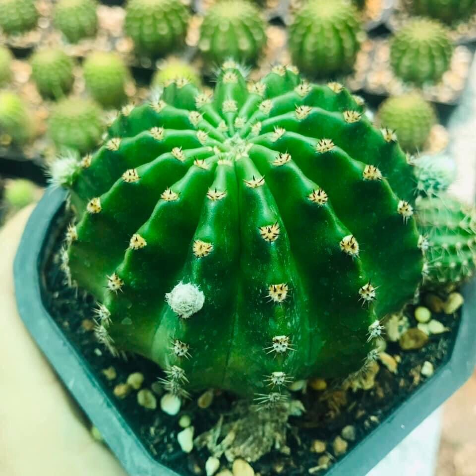 Xương rồng Echino hoa màu hồng