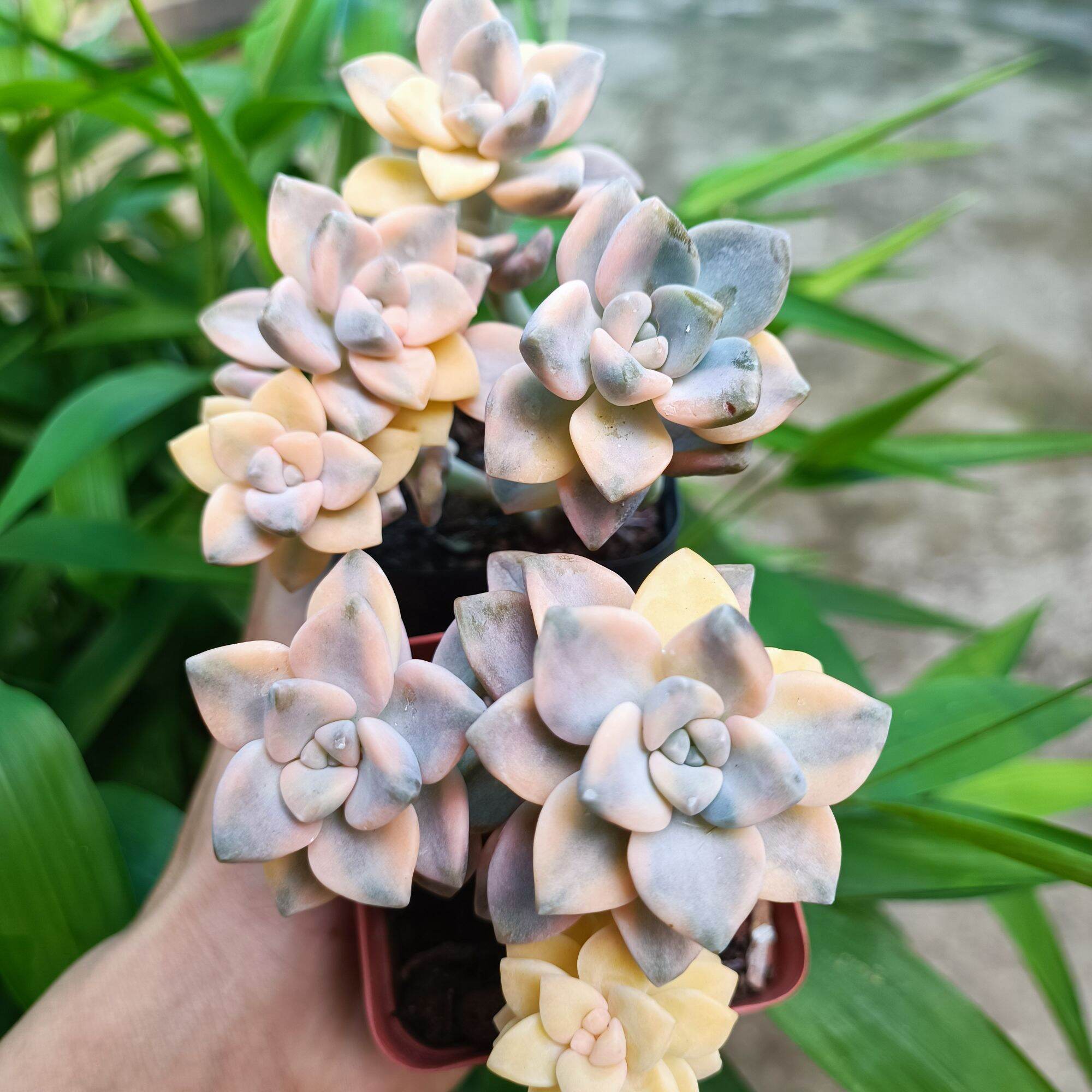 Sale 60%-sen đá var đột biến