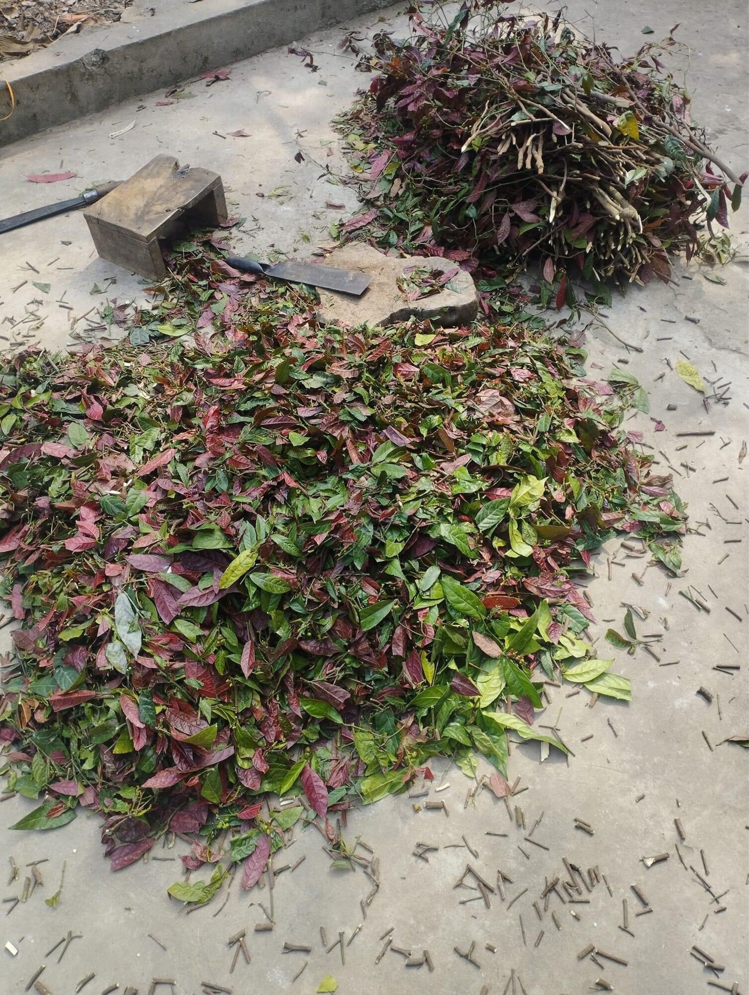 Cây đơn đỏ khô khắc tinh mề đay mẩn ngứa 500g
