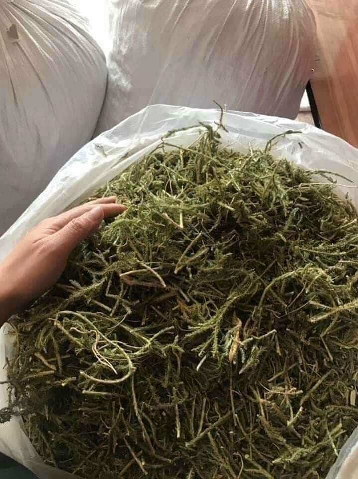 Cây thông đất khô (1kg)