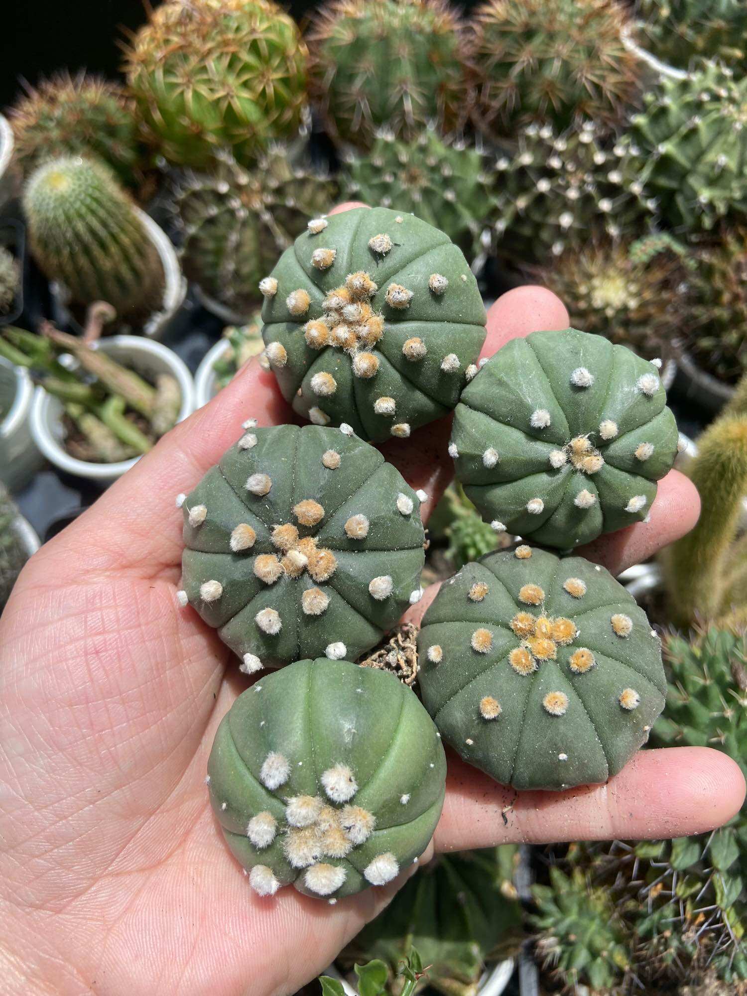[HCM]Xương Rồng Aster 3-4cm