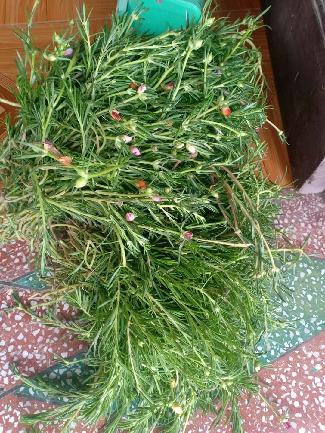 1kg hoa 10 giờ mick màu(hàng chuẩn đẹp cây khỏe)