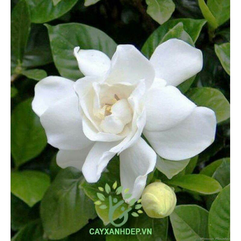 Cây Bạch Thiên Hương/ Dành Dành