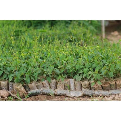 Cây Hà Thủ Ô Đỏ (Giao Đằng, Dạ Hợp)