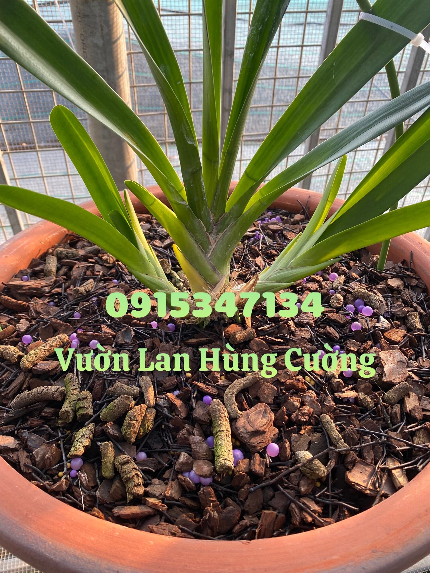 PHÂN TAN CHẬM CÓ KIỂM SOÁT RYNAN® FLOWERMATE 210 ( 22-10-10 + TE )