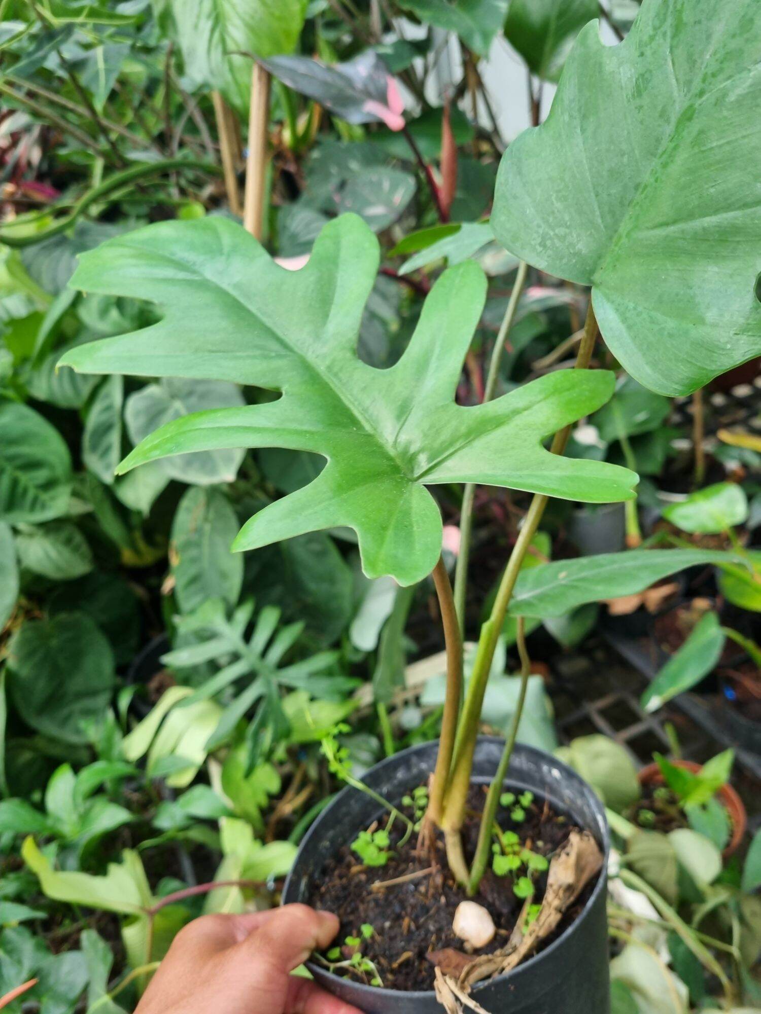 Cây Philodendron mayoi
