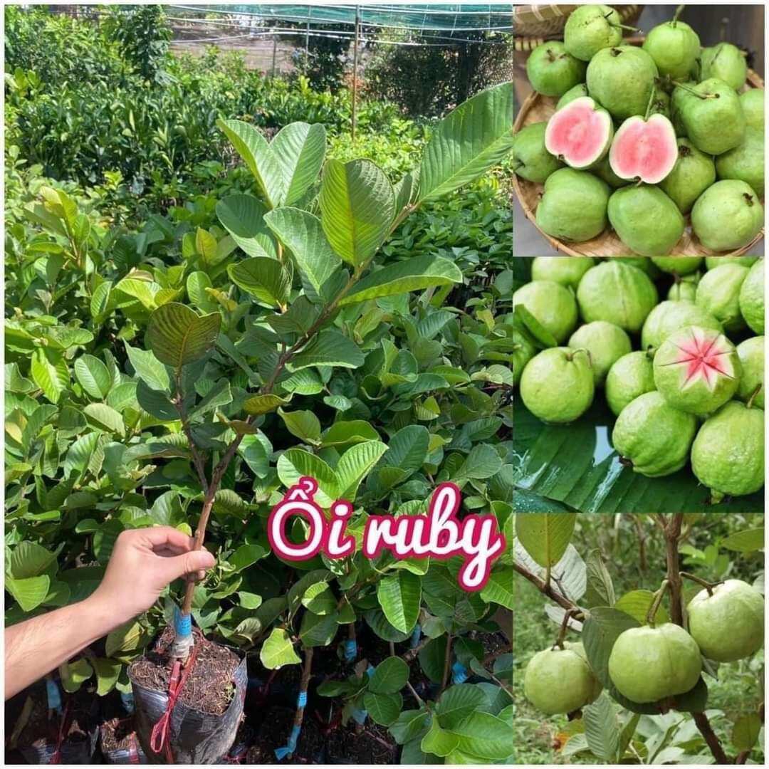 Cây ổi ruby ruột đỏ
