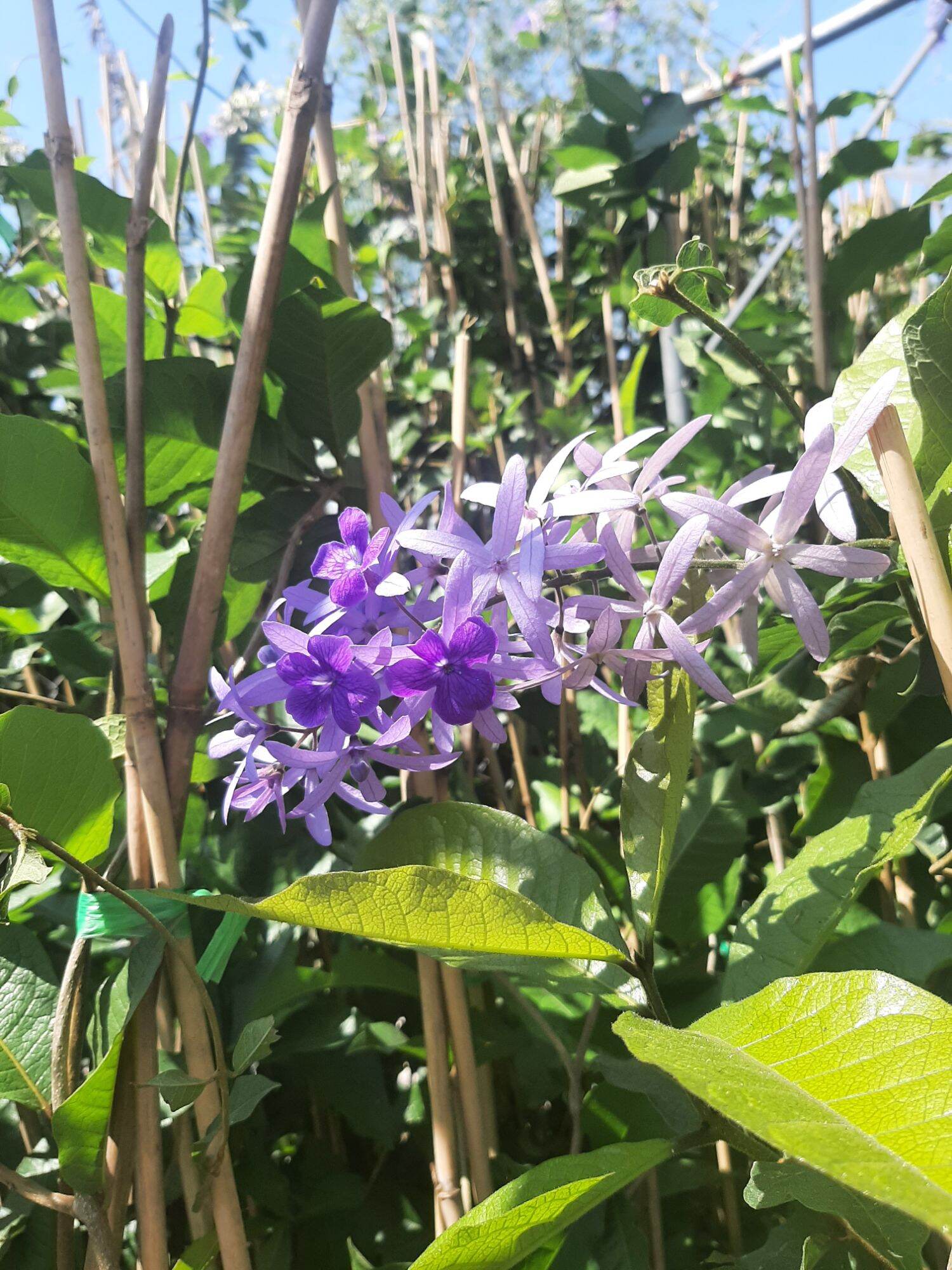 _ Bong Garden_ Cây Mai Xanh , cây cao 40cm trở lên, cho hoa quanh năm, hoa thơm, thích nghi mọi thời tiết