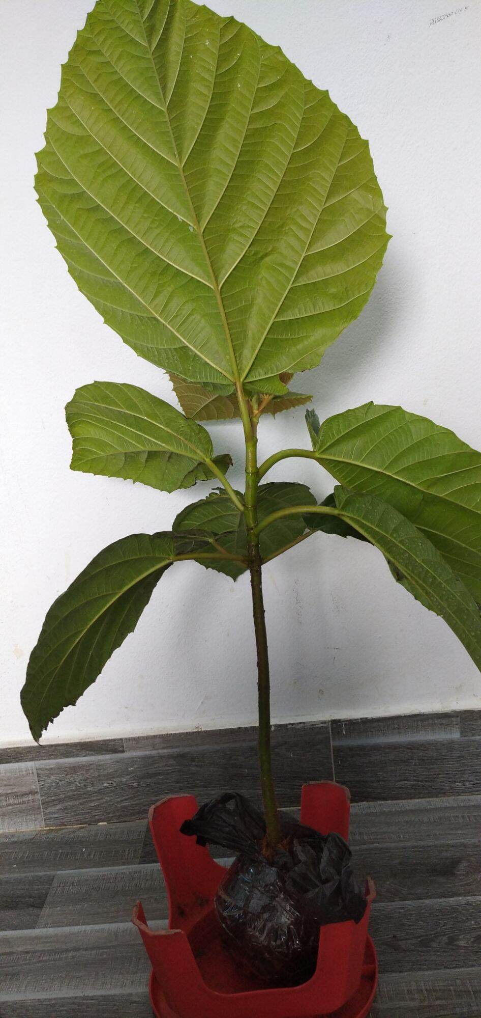 Cây Vả giống ( sung vả) cao 45cm