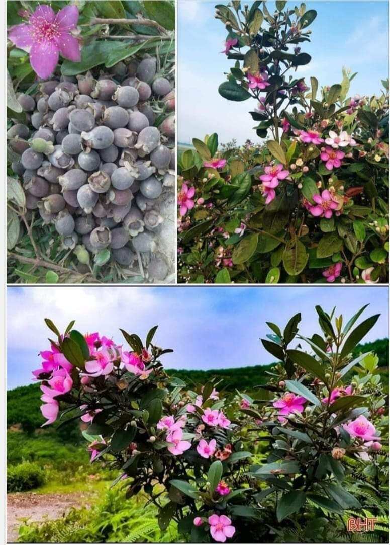 cây giống sim rừng