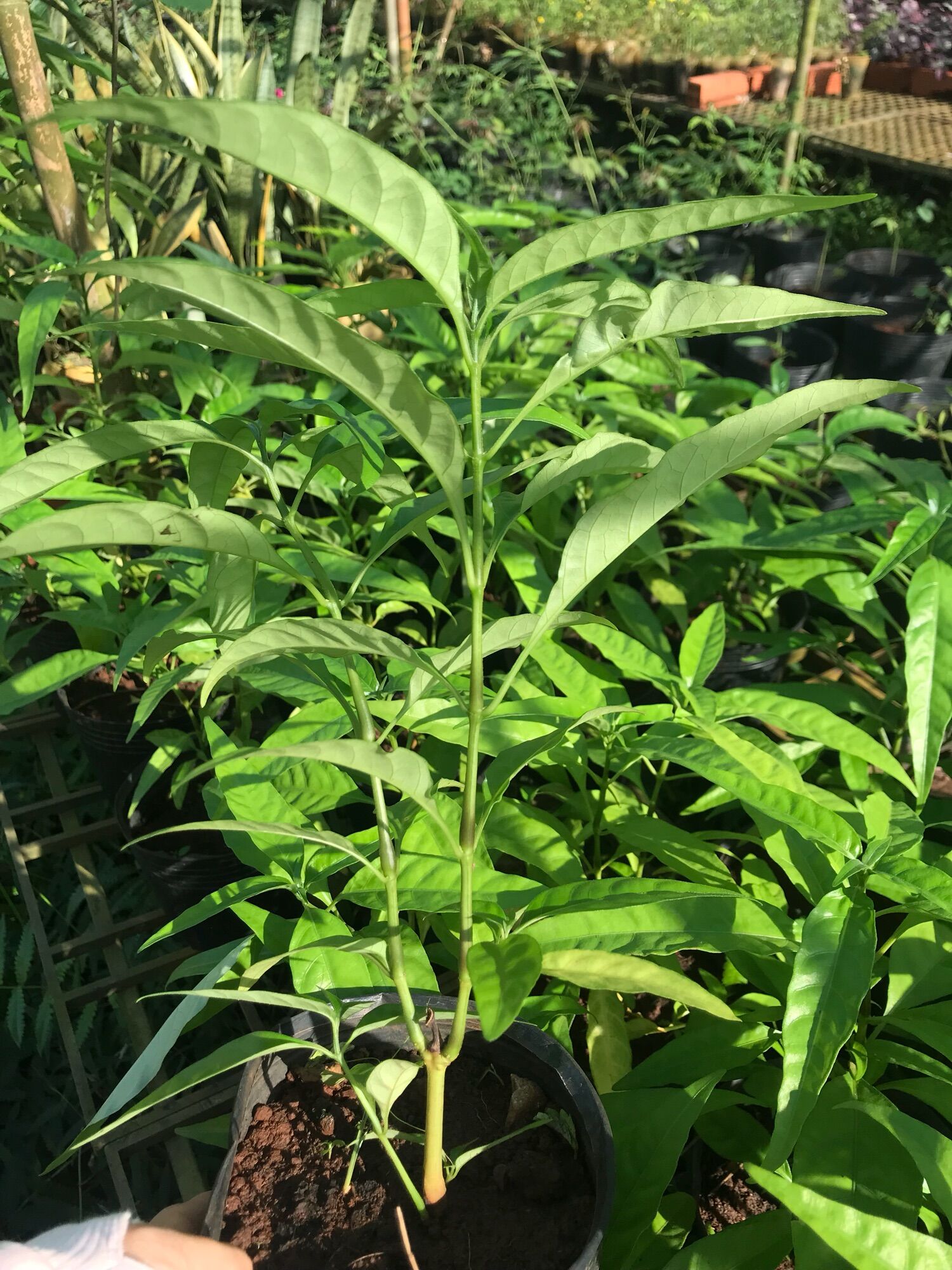 Cây hoàn ngọc trắng (chậu to)