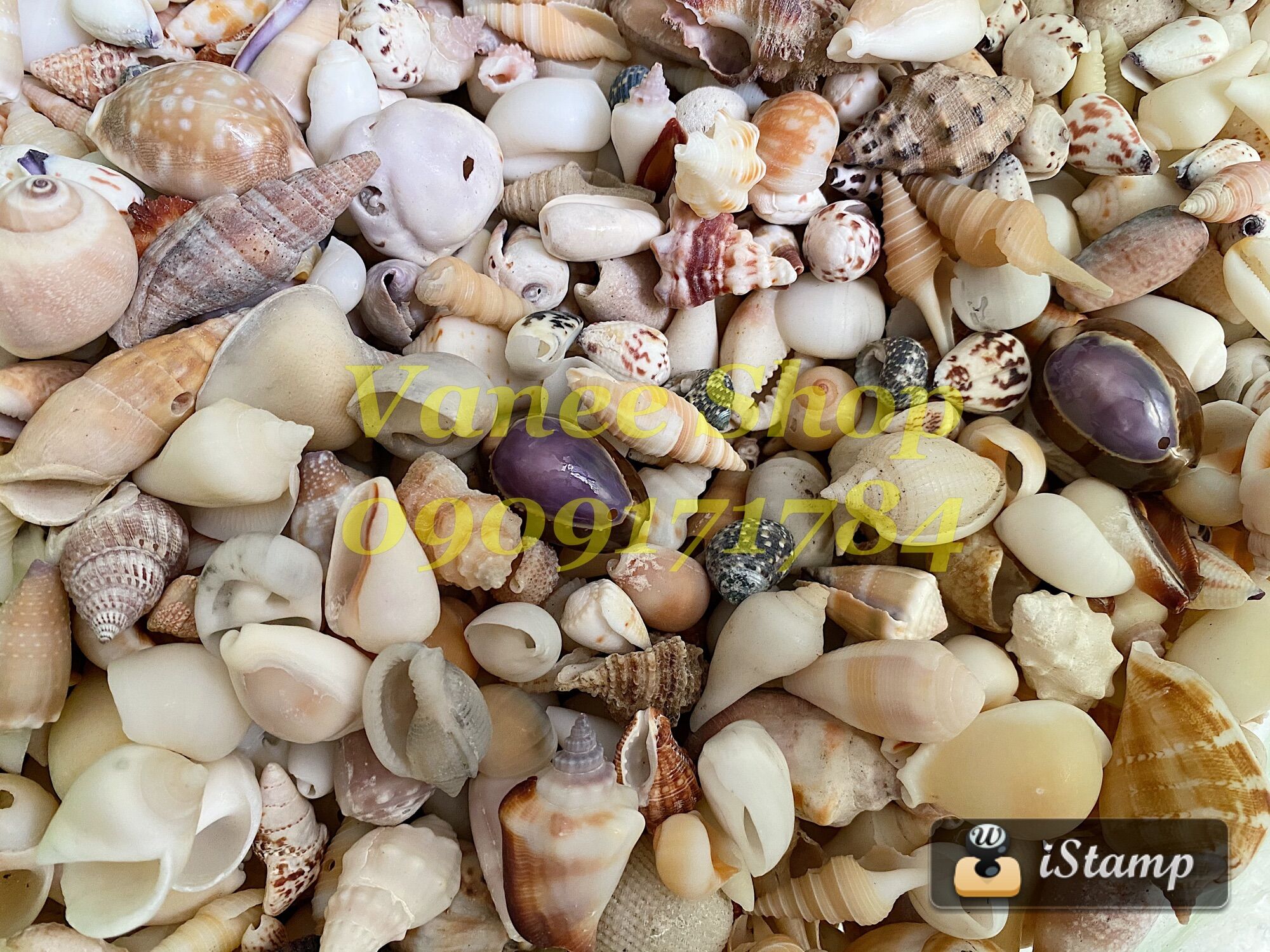 Vỏ ốc mix 100gr